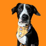 Max, perro feliz cliente de Krookypets disfrutando snacks naturales