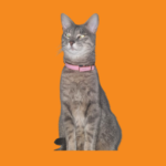 Kira, gata cliente de Krookypets disfrutando alimentación natural premium