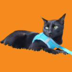 Ron, gato cliente de Krookypets amante de snacks naturales deshidratados